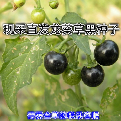 现采野生龙葵苦葵天茄子 老鸦眼睛草水茄 新鲜黑种子买三送一