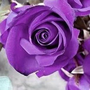 高档玫瑰花苗【紫玫瑰】盆栽植物花卉当年开花