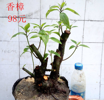 龙脑樟野生新款紫罗兰庭院植物 香樟树桩盆景天然冰片