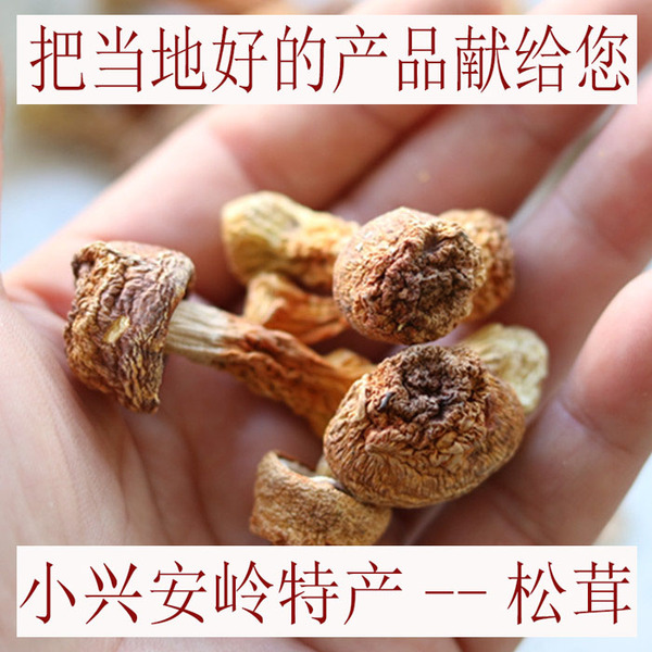 松茸东北小兴安岭黑龙江伊春特产 野生菌蘑菇 天然有机食用菌250g