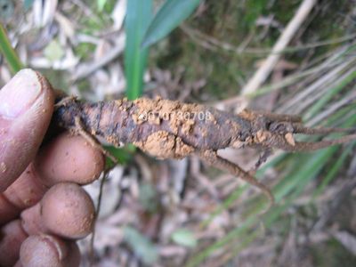 野生仙茅种根仙茅种根雪峰山野生药材 独茅根 地棕种苗