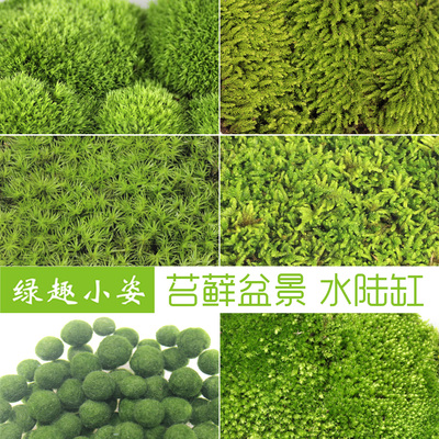 鲜活苔藓微景观生态瓶 雨林水陆缸造景diy植物 青苔大灰藓海藻球