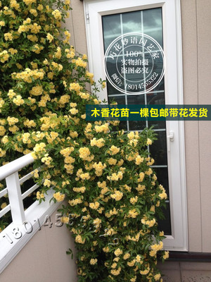 正品庭院攀缘爬藤植物花卉 七里香十里香 藤本木香花苗盆栽木香苗
