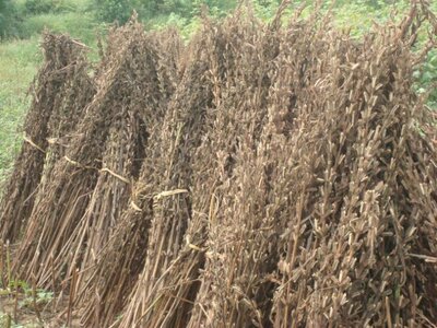 油麻蒿 油草 芝麻杆 油麻 小胡麻 500克 免费磨粉 包邮