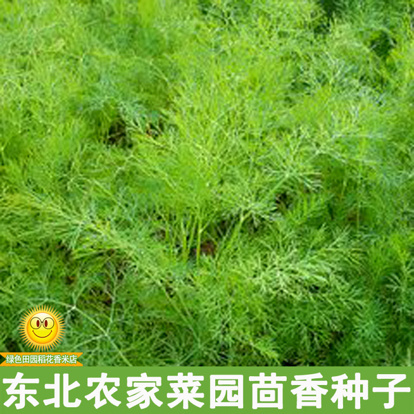 东北农家菜园小茴香蔬菜籽适合阳台盆栽庭院大地种植茴香种子50g