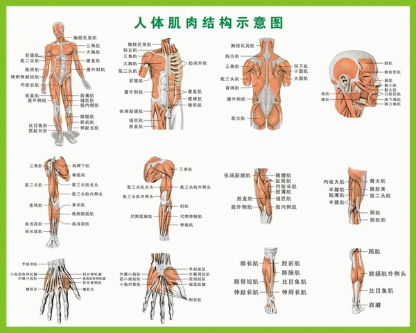 人体肌肉结构图 人体肌肉分布图 人体肌肉挂图 0.8x1米 包邮