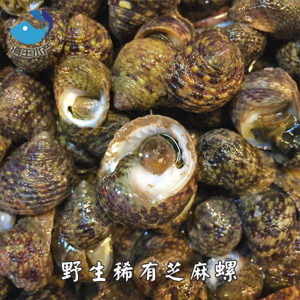 【海王】舌尖上的中国 玉环稀有野生贝类 芝麻螺 新鲜