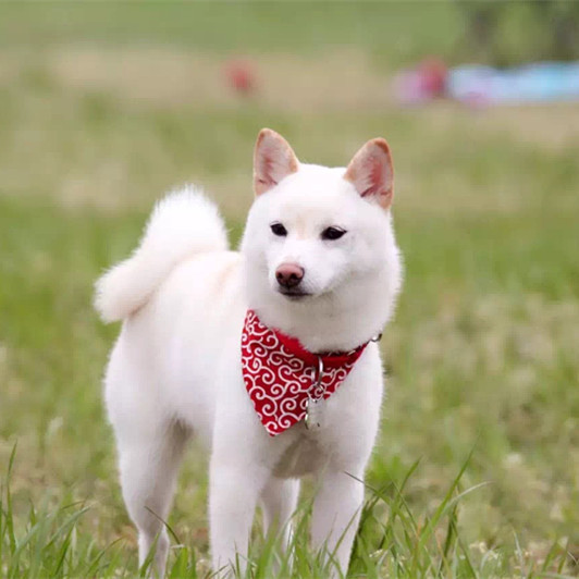 a〔现货〕日本柴犬三角巾唐草纹样宠物猫咪狗狗饰品围巾口水巾