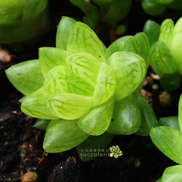 多肉植物 水晶宫殿 多肉 晶莹剔透 百合科十二卷宝草类 沙洲绿荫