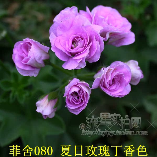 菲舍垂吊 编号080 夏日玫瑰丁香色(林木32或6.5黑方假植苗)