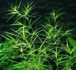 水草 印度小竹节 中景 造景 水草 5元10颗以上【良品水族】