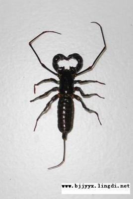 昆虫标本;黑色鞭蝎标本;产地:广西 未展昆虫标本的材料