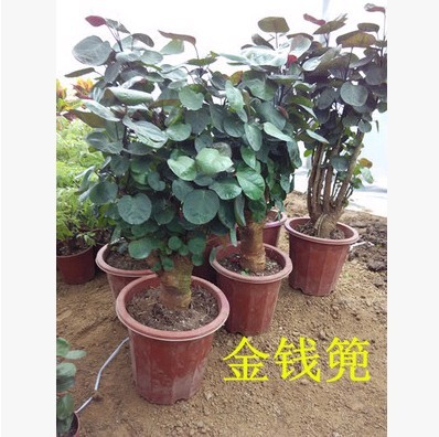 植物花卉盆栽金钱篼盆栽精品福禄桐盆栽金钱兜盆景买2送1瓶营养液