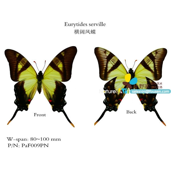 进口横阔凤蝶真蝴蝶标本昆虫a1品质教学艺术收藏原蝶批发