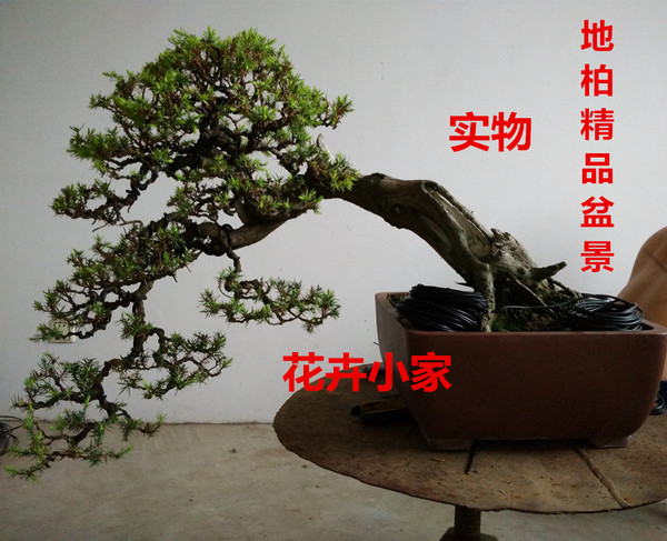 中大型地柏盆景 孔雀凤凰松柏树盆景树桩 松树盆景植物迎客松盆景