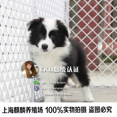 标题优化:出售纯种七白到位边境牧羊犬 边境牧羊犬幼犬 智商第一 公母都有