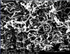 短羟基化多壁碳纳米管7纯度98(od:30-50nm)5克