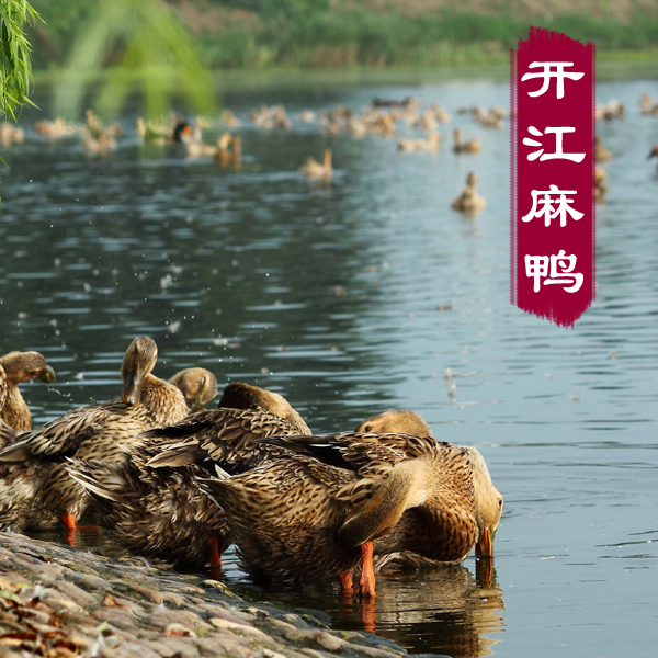 开江麻鸭正宗农家散养土鸭活鸭子水鸭现杀新鲜鸭肉草鸭老鸭子包邮