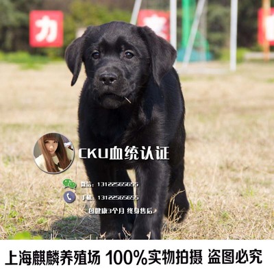 标题优化:犬舍出售纯种拉布拉多导盲犬幼犬 寻回猎犬大型犬宠物狗狗包健康