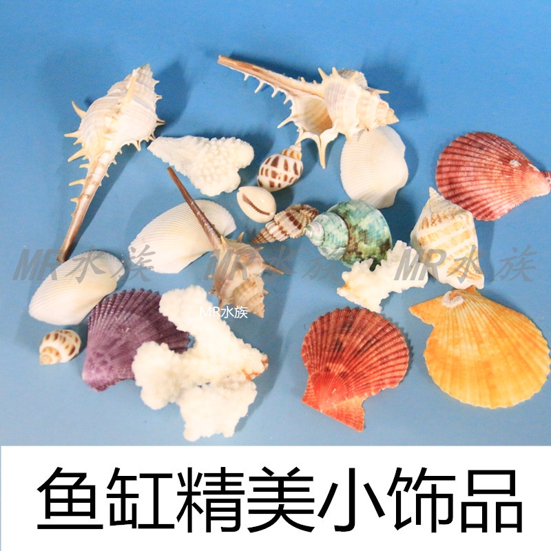 Conch Rock Shell Coral Natural Starfish Shell Conch Fish Tank Landscape Decoration Deck Mediterranean Home Decoration