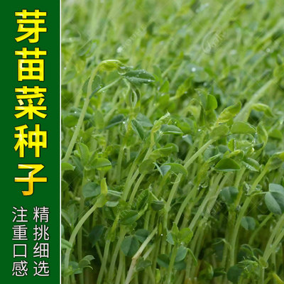 四季芽苗菜种子 豌豆萝卜苗香椿阳台芽菜育苗盘盆栽蔬菜小青菜