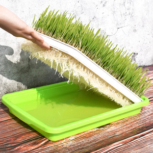 猫草种子水培猫草套装猫草去毛球猫薄荷粉无土栽培猫草猫咪零食