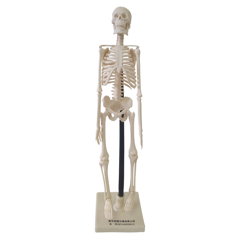 Qinghua Simulation Human Skeleton Model 42cm85cm Detachable Medical Biological Skeleton Whole Body Skeleton Spine Column