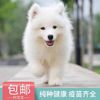 标题优化:纯种萨摩耶犬阿拉斯加雪橇犬活体哈士奇狗金毛幼体拉布拉多宠物狗