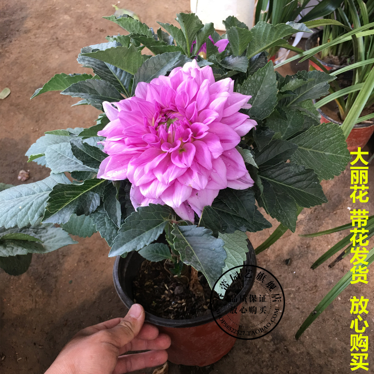 矮生大丽花盆栽大丽菊花阳台庭院多年生观花植物(带花发货)