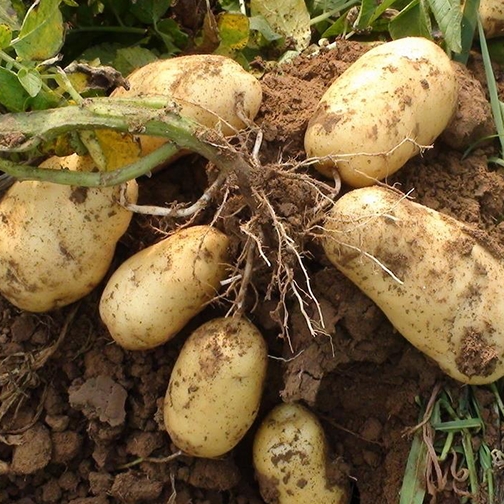 一品周秦 陕西特产 农家自种自挖马铃薯5斤