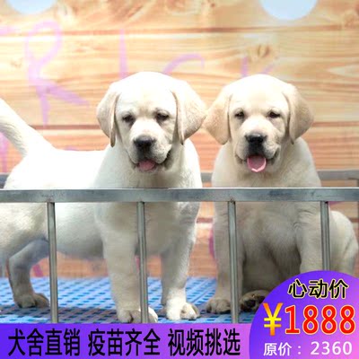 标题优化:拉布拉多幼犬出售纯种家养拉布拉多犬导盲犬神犬小七活体宠物狗狗