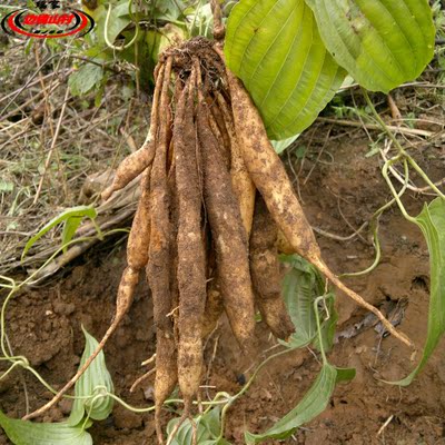 云南版纳特产 瑶家新鲜中药材 百部 嗽药 百条根 山百根 药虱药