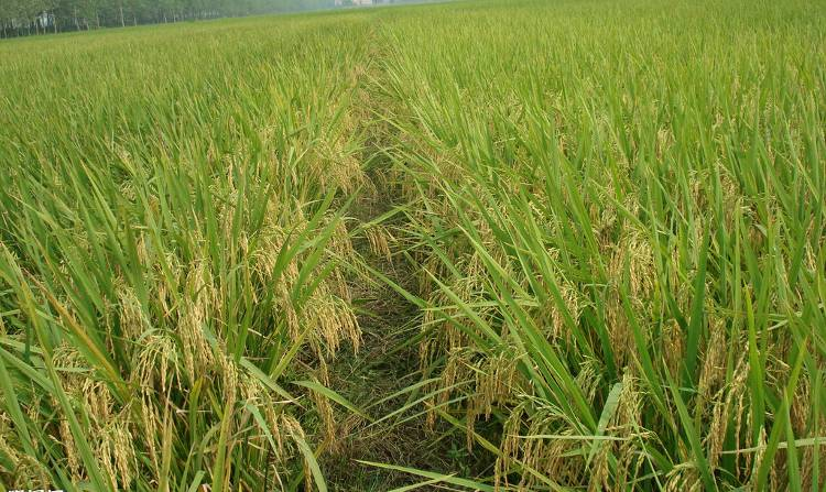 稻花香米新米自产自销    种地的步骤       稻苗在田地里茁壮成长