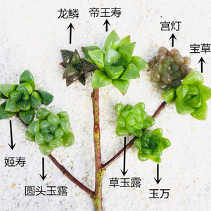 【8株】水晶多肉植物玉露套餐送盆土