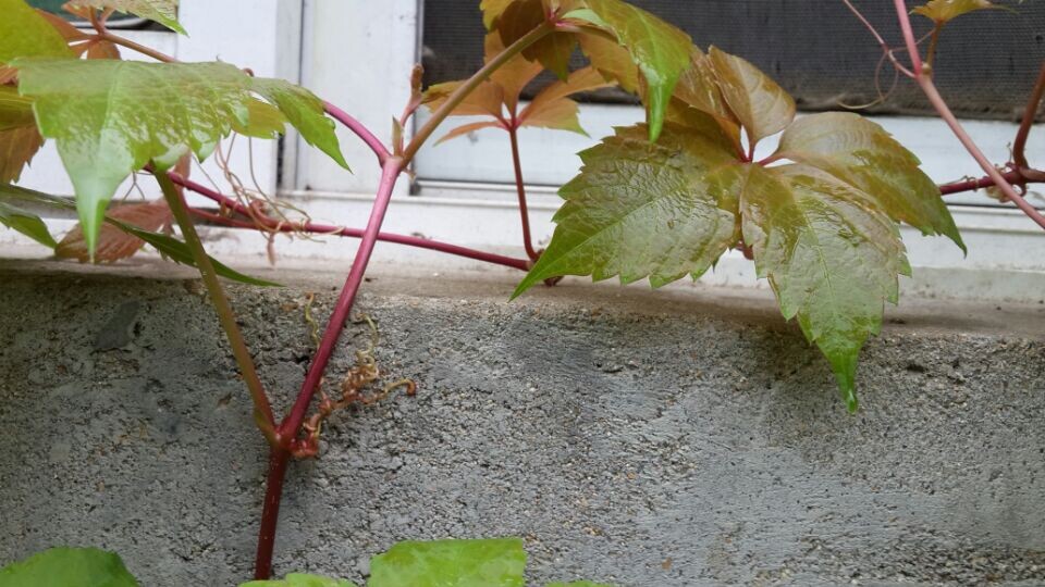 攀援植物 美国地锦 五叶地锦 爬山虎 爬藤植物 爬墙高手 2年生苗