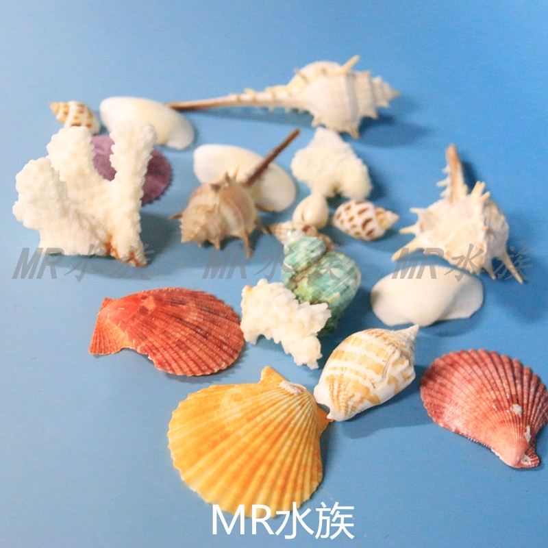 Conch Rock Shell Coral Natural Starfish Shell Conch Fish Tank Landscape Decoration Deck Mediterranean Home Decoration