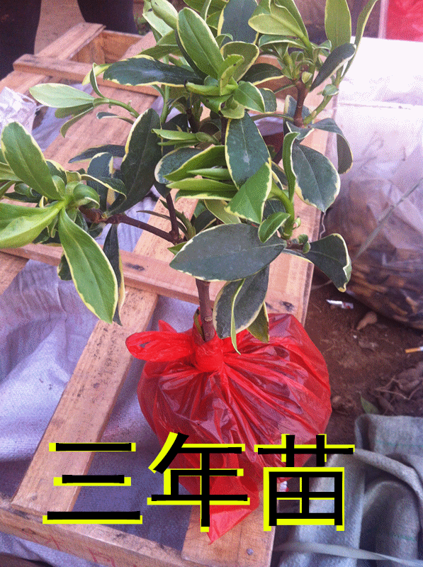 批发盆栽绿植金边瑞香苗净化空气花中祥瑞当年开花