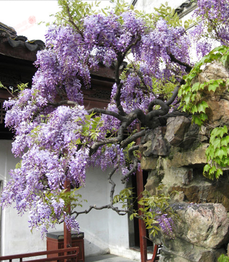 基地 批发紫藤 紫藤花苗 紫藤花 紫藤树 多规格