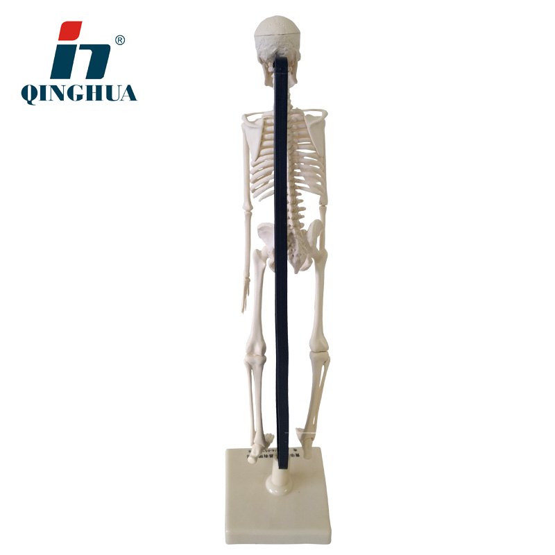 Qinghua Simulation Human Skeleton Model 42cm85cm Detachable Medical Biological Skeleton Whole Body Skeleton Spine Column