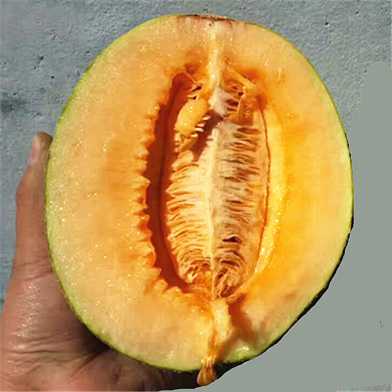 【以稀】新疆哈密瓜甜瓜 吐鲁番西州蜜哈密瓜当季新鲜水果包邮