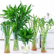 富贵竹水养水培植物转运竹室内绿植花卉客厅