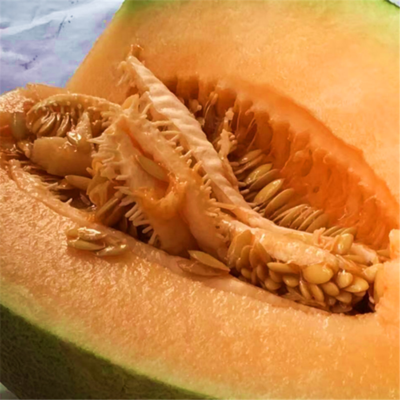 新疆哈密瓜甜瓜水果吐鲁番新鲜应季孕妇水果西州蜜25号哈密瓜包邮
