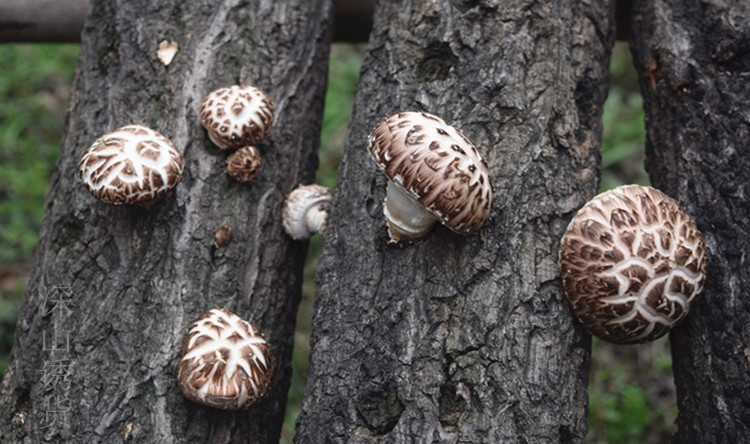 野生花菇生长极慢 深山昼夜剧烈的温差导致伞盖龟裂开来,故而形成花菇
