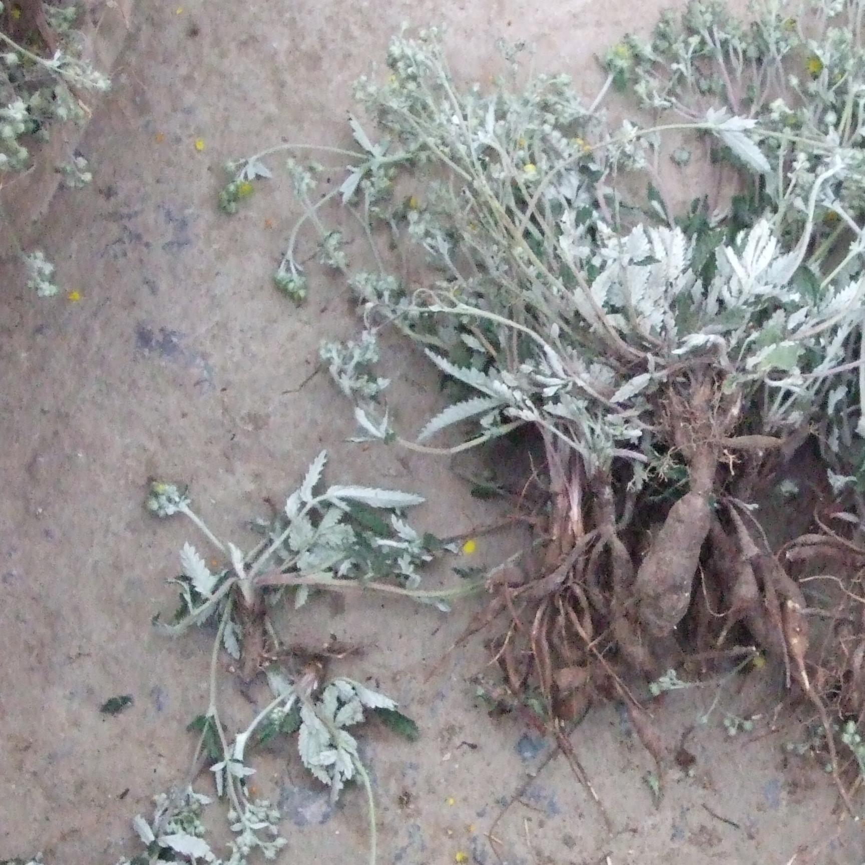 靠山村野生 翻白草 30g 地骨皮30g 袋泡茶 附带整棵翻白草区分_7折