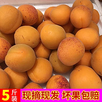 酸甜大黄杏新鲜水果5斤[5元优惠券]-寻折猪