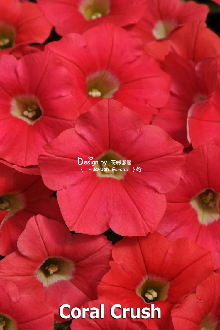 花缘咸菜 进口花种子*泛美*垂吊矮牵牛*锦浪5粒丸化 小花品种