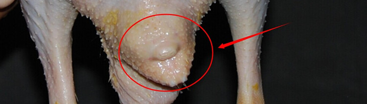 鸭尖:储存毒素的地方,需要您自己去除