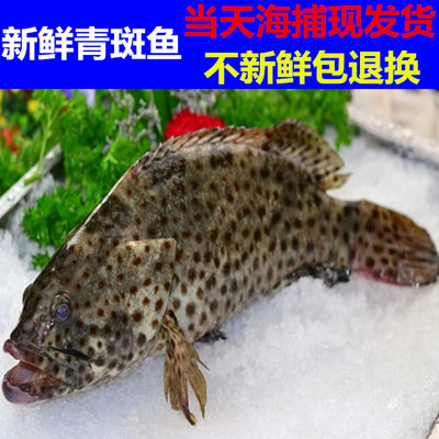 鲜活青斑鱼活体野生石斑鱼海鱼新鲜海鲜水产品2-2.3斤/条 包邮
