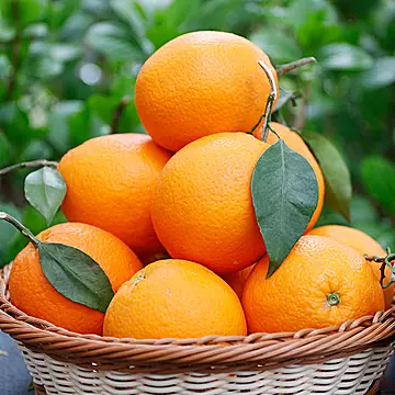 夏橙当季新鲜夏橙橙子新鲜橙子秭归脐橙水果[40元优惠券]-寻折猪