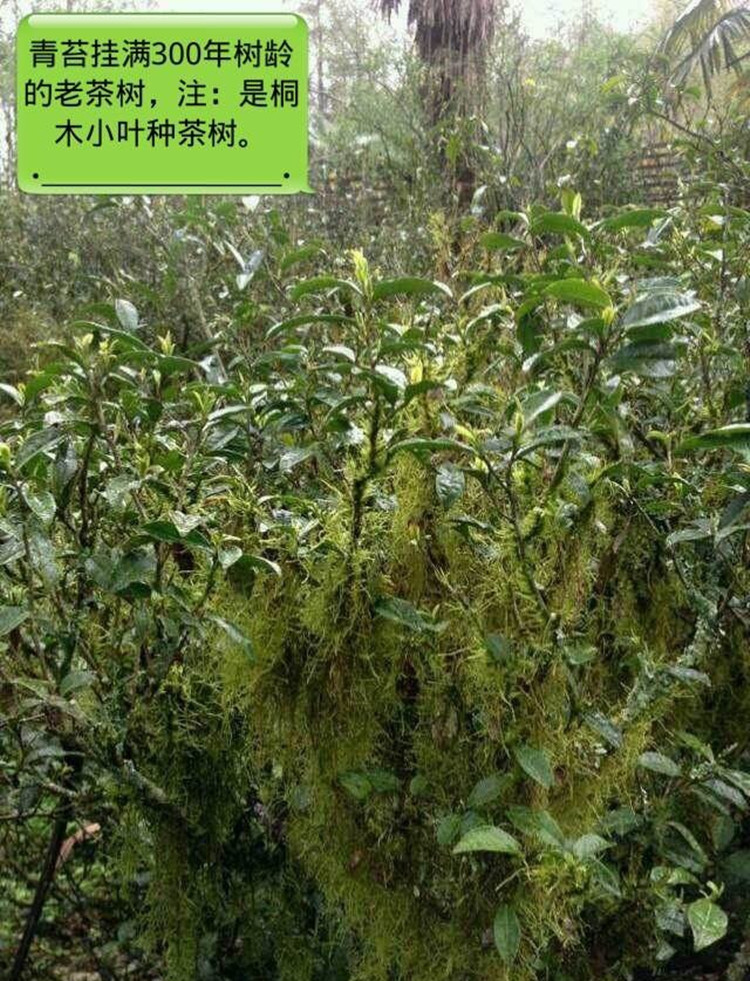 250g武夷山特级浓香大红袍 福建乌龙茶 正宗武夷岩茶茶农散装直销